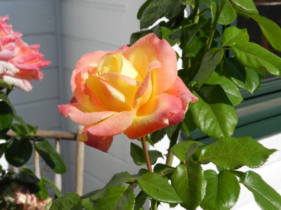 My favorite rose in our garden.
