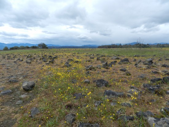 Wildflowers and the rocky terrain of the plateau. I worked hard not to keep my footing