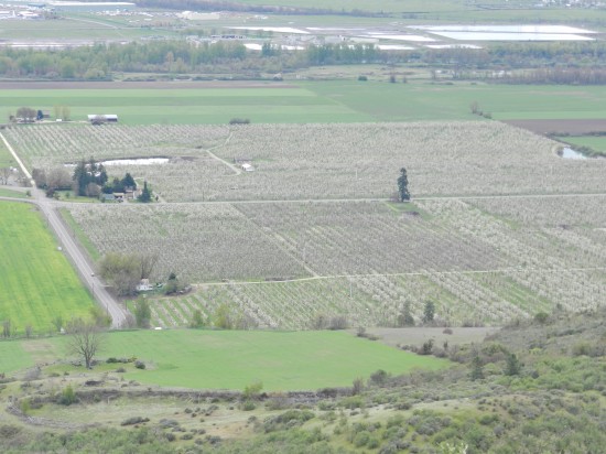 A patchwork of pear blossoms