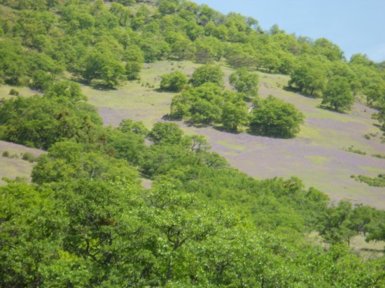 Hillsides covered with blankets of purple wildflowers