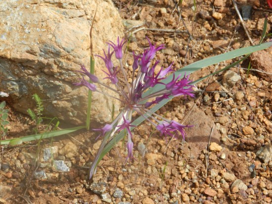 The delicate flower against the hardness of the soil and rock. A picture of contrast!