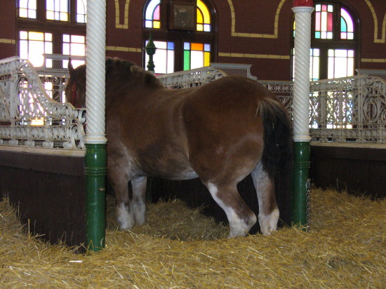 Clydesdale = big horse!