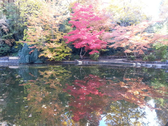 The duck pond in Lithia Park