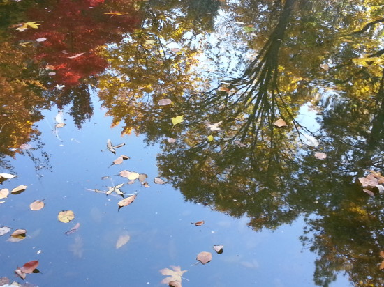 Reflection of trees in the pond - favorite shot of the day