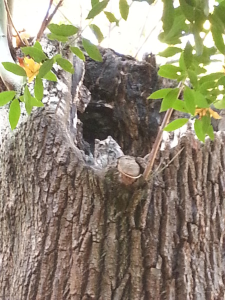 We're walking along and this guy is near a tree and he says, "Want to see something cool?"  You know, one of those.. um, okay moments?  Turns out there was an adorable Screech Owl asleep in the hollow of the tree.  