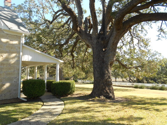 LBJ liked to conduct his meetings under the shade of this tree