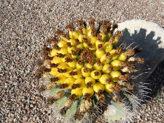Ferocactus - Oro Valley near Tucson, AZ