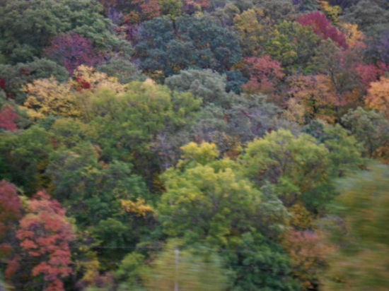 Beautiful blanket of colorful trees