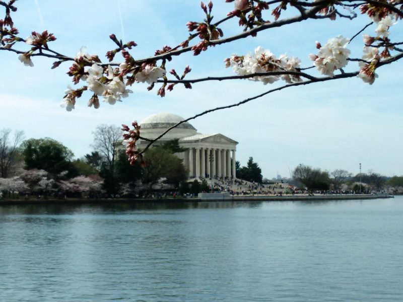 Cherry Blossoms