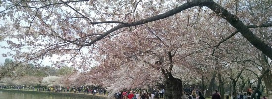 cherry blossoms