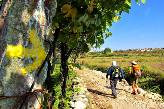 Portuguese Camino