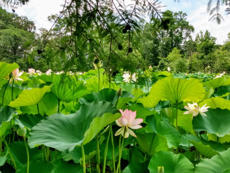 Kentilworth Park & Aquatic Gardens