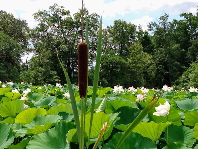 Kenilworth Park & Aquatic Gardens