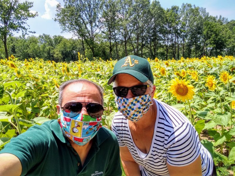 A field of Sunflowers