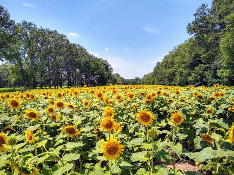 A field of sunflowers