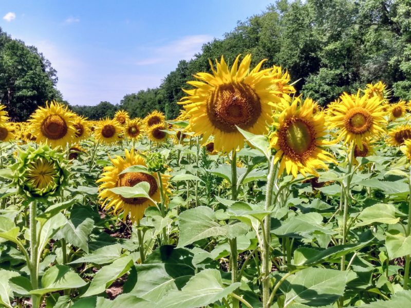 A field of Sunflowers